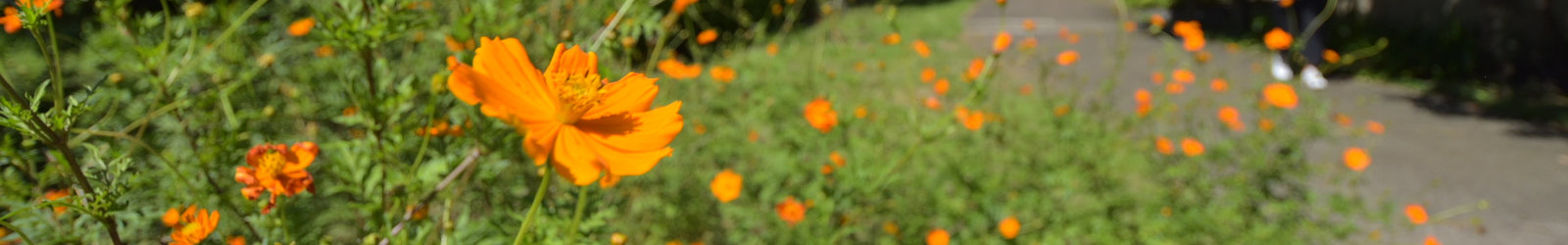 敷地内のコスモス