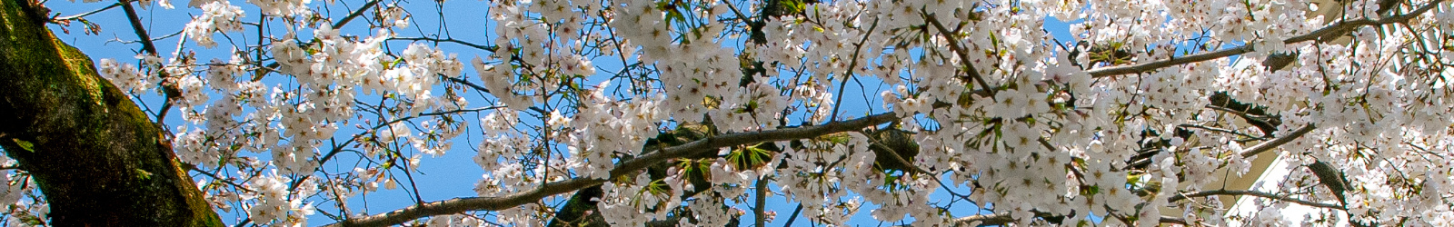 敷地内のさくら