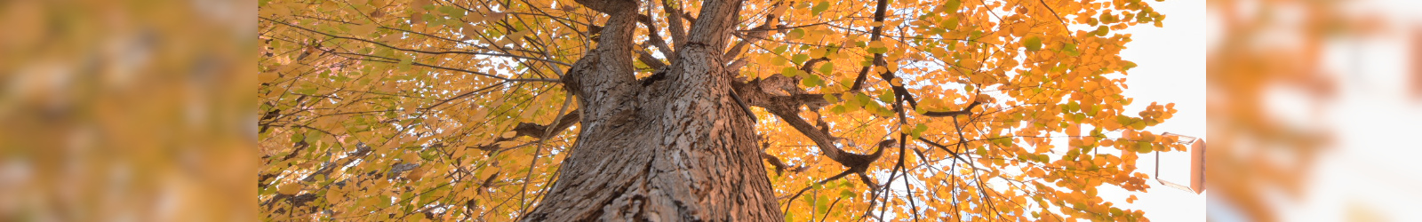 敷地内のいちょう