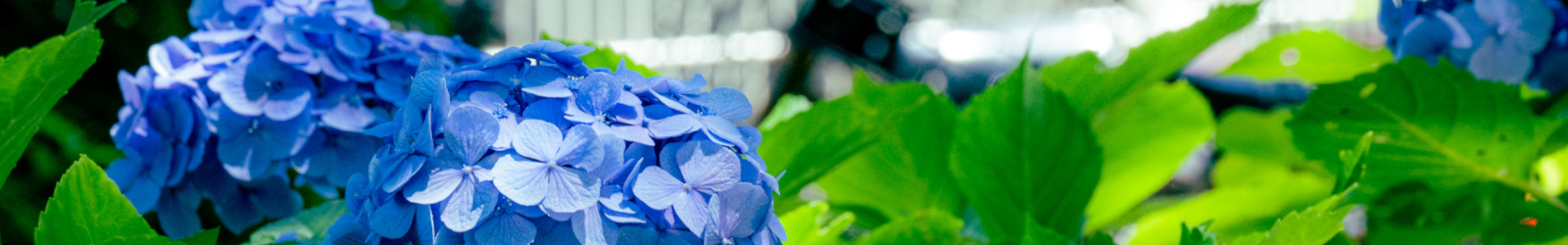 敷地内のあじさい