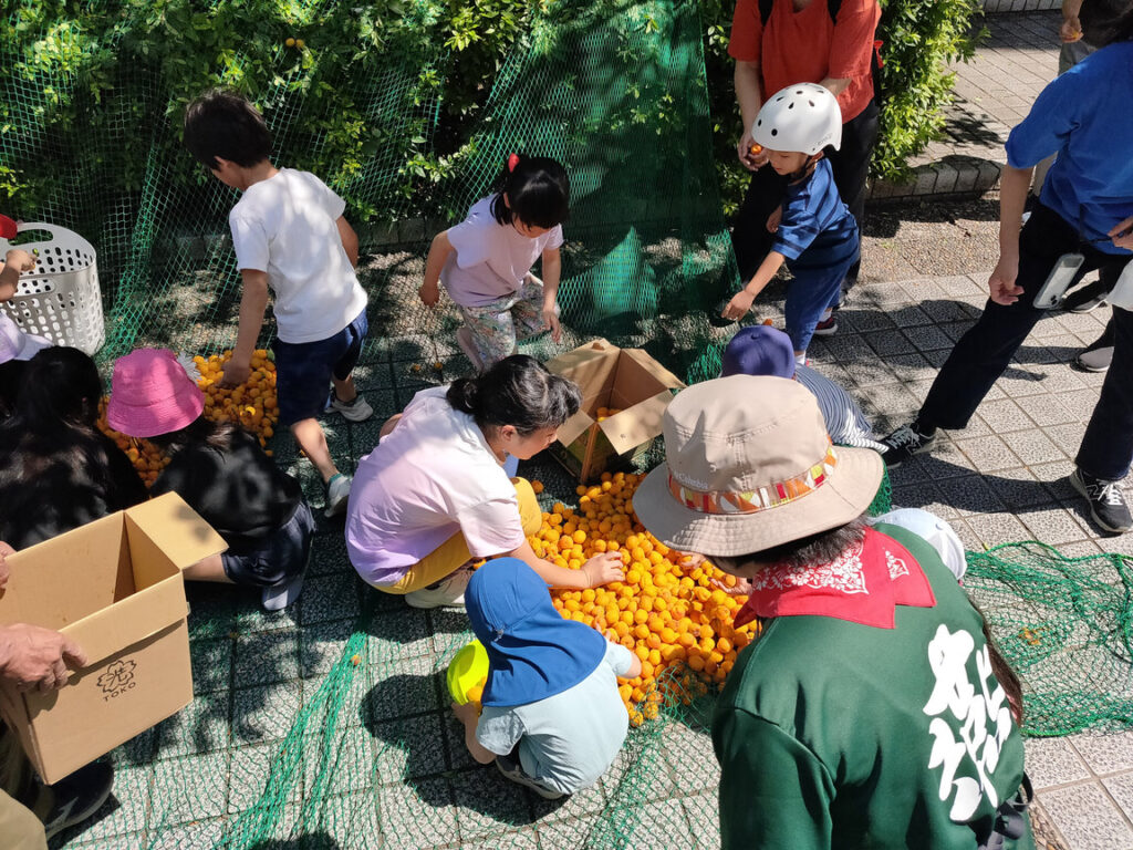 子どもたちがアンズの実を集めるお手伝い
