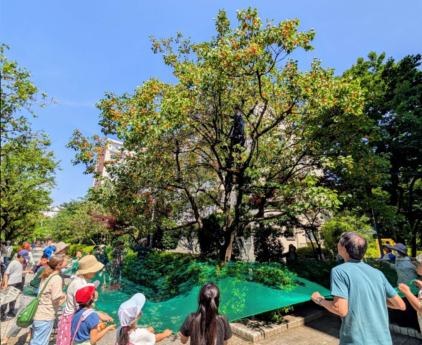 落ちてくるアンズをネットで受け止める